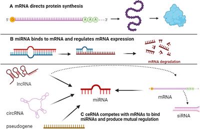 The role of competing endogenous RNA network in the development of hepatocellular carcinoma: potential therapeutic targets